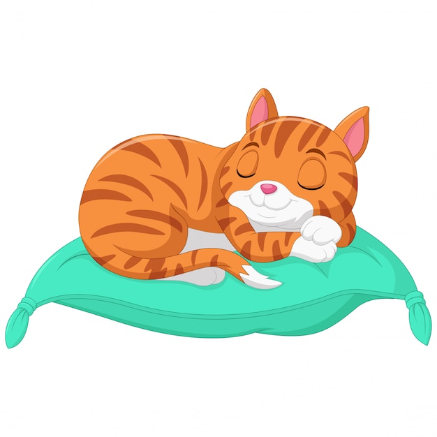 cat sleeping on pillow