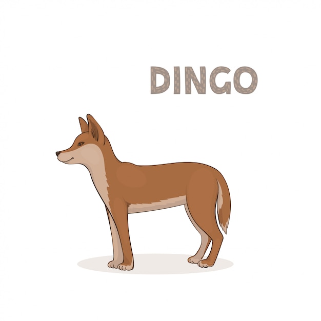 Cartoon dingo isolated on a white background | Premium Vector