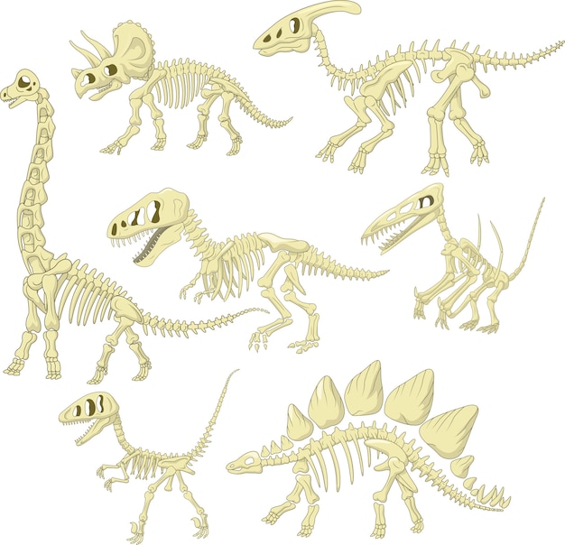 Premium Vector Cartoon Dinosaurs Skeleton Collection Set