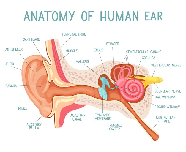 漫画の耳の解剖学 人間の音感覚器官医学イラスト 耳の内部構造 プレミアムベクター