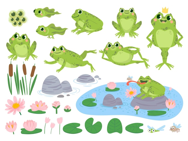 漫画のカエル 緑のかわいいカエル 卵塊 オタマジャクシ カエル 水生植物スイレンの葉 ヒキガエル野生自然生物ベクトルセット 葦と花 昆虫を捕まえる池のキャラクター プレミアムベクター