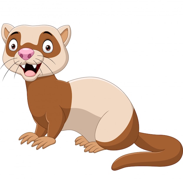 Premium Vector | Cartoon funny ferret isolated on the white