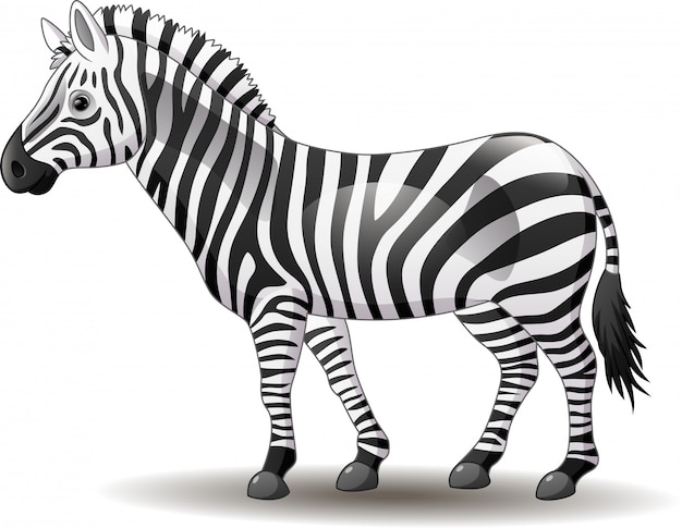 Premium Vector | Cartoon funny zebra posing isolated on white background