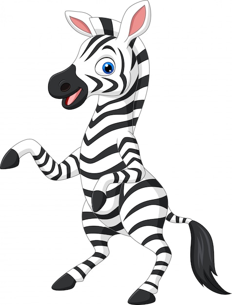 Premium Vector | Cartoon funny zebra on white background