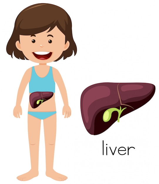 Premium Vector | A cartoon of a girl liver