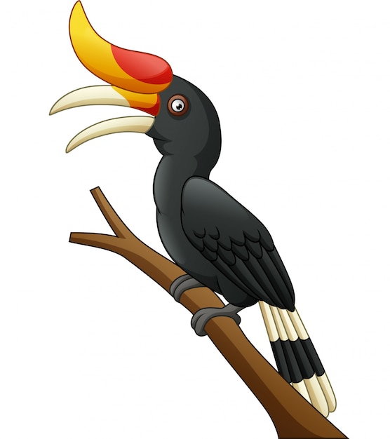  Cartoon  hornbill bird isolated on white background 