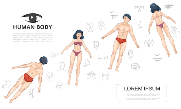 Free Vector Cartoon Human Anatomy Template With Man And Woman Front And Back View Body Parts Internal Organs