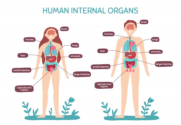漫画の人体解剖学 男性と女性の内臓 人間の生理学チャート図 プレミアムベクター