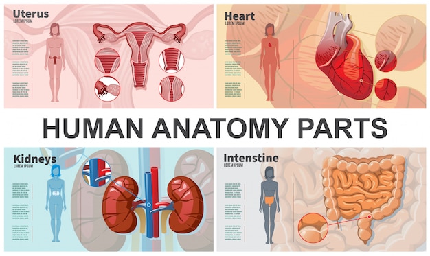 漫画女性臓器シルエット臓器腎臓腸心臓子宮解剖学 無料のベクター