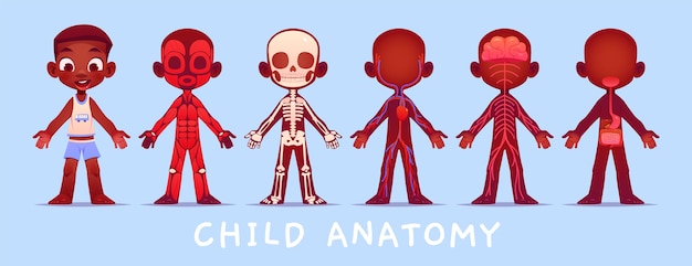 Cartoon kids anatomy collection Free Vector