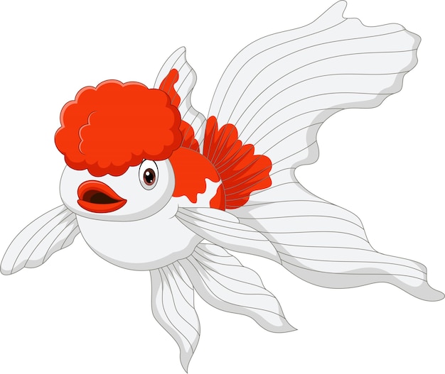 Oranda Images Free Vectors Stock Photos Psd