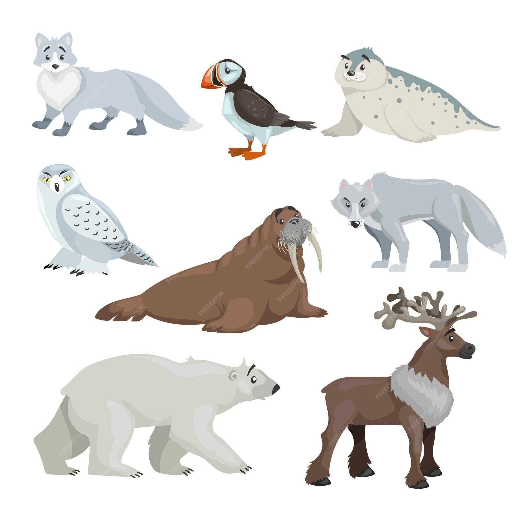 Premium Vector | Cartoon polar and arctic animals. snowy fox, seal ...