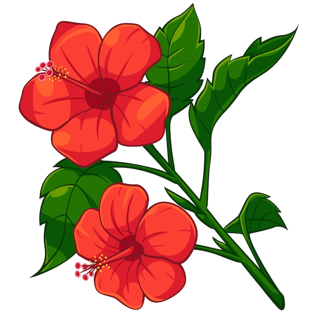 Premium Vector | Cartoon of red hibiscus