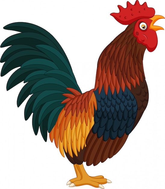 Cartoon rooster crowing on white background | Premium Vector