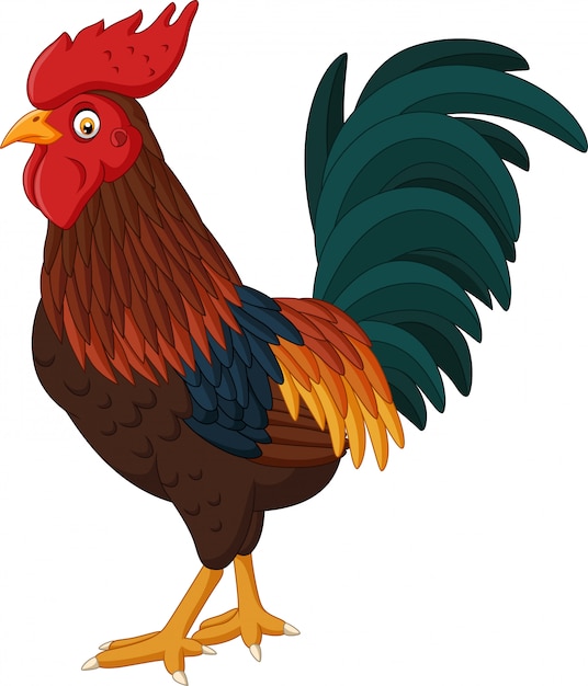 cartoon-rooster-isolated-on-white-background-vector-premium-download