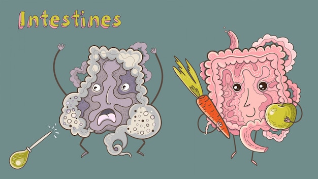 プレミアムベクター 健康で病気の腸の漫画のベクトルイラスト 面白い教育イラスト