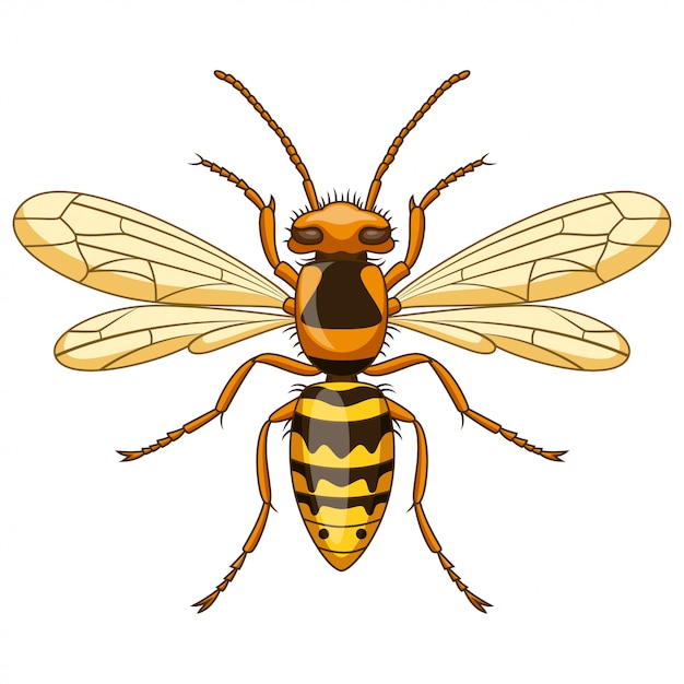 Premium Vector | Cartoon wasp insect mascot on white background