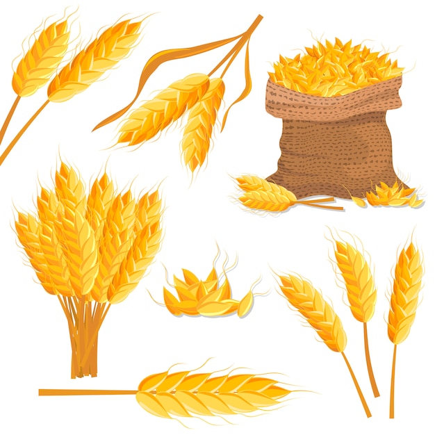 Premium Vector | Cartoon wheat isolated set