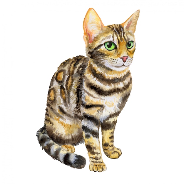 Premium Vector | Cat bengal breed in watercolor