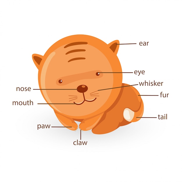 cat-vocabulary-part-of-body-vector-premium-vector