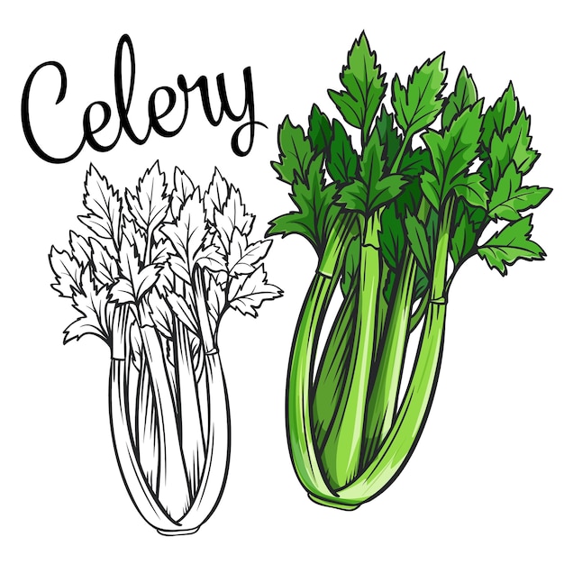 Premium Vector Celery drawing icon