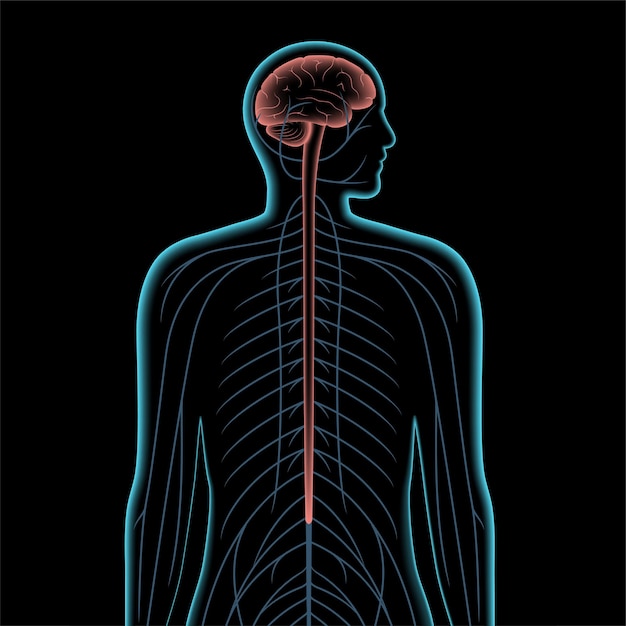 Premium Vector | Central nervous system 3d realistic vector ...