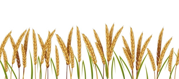 無料の 小麦 ベクター 8 000 Ai画像 Epsフォーマット