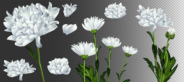 カモミールの花のイラスト 白いデイジーのリアルなイラスト プレミアムベクター