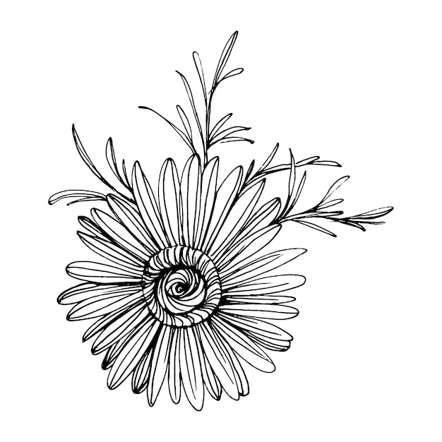 手描きによるカモミール ラインアートスタイルのコンセプトで花柄のデイジーホイール アンティークのヴィンテージ彫刻イラスト プレミアムベクター