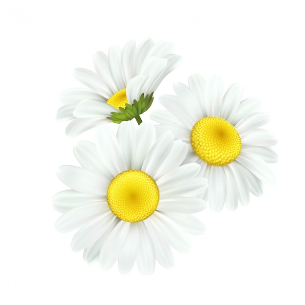 Download Free Chamomile Images Free Vectors Stock Photos Psd Use our free logo maker to create a logo and build your brand. Put your logo on business cards, promotional products, or your website for brand visibility.