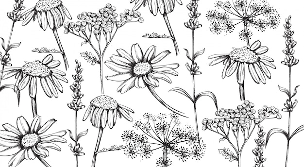 カモミール ラベンダー ハーブの花をラインアートスタイルで S プレミアムベクター