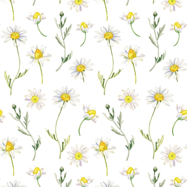 水彩風の花の壁紙のカモミールシームレスパターン プレミアムベクター