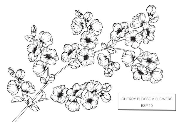 Premium Vector | Cherry blossom flower drawing illustration