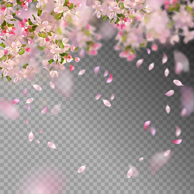  Cherry blossom and flying petals on spring background