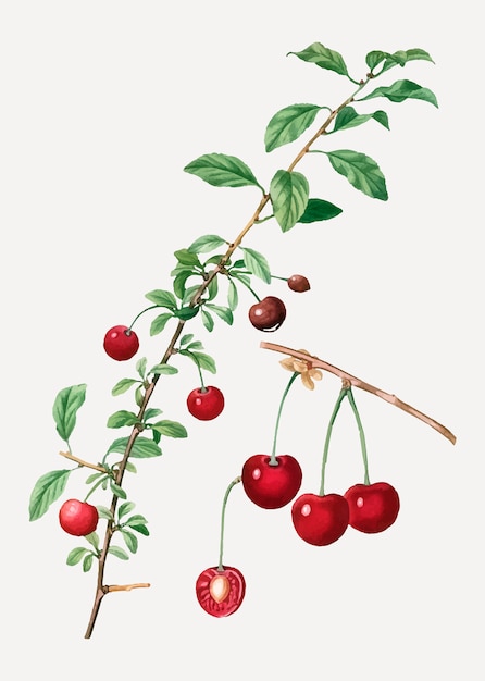 Download Free Vector | Cherry tree branch