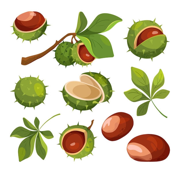 Premium Vector Chestnut Vector Isolated Icons Set Of Cartoon