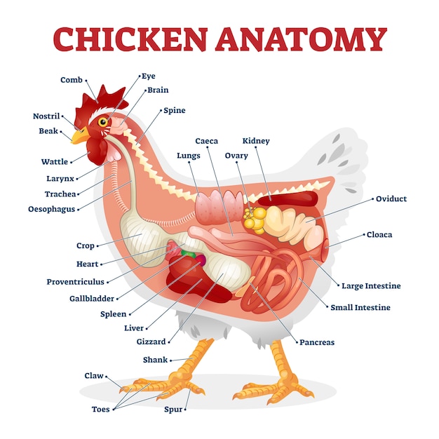 鶏の解剖図 プレミアムベクター