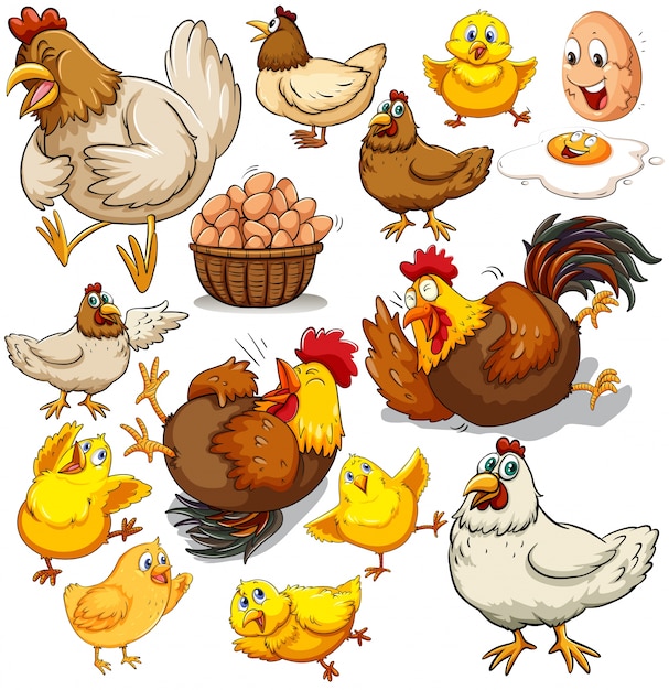 Download Vector Farm Fresh Chicken Illustration Vectorpicker