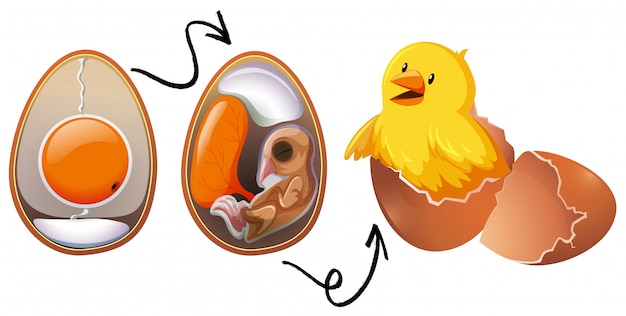 Premium Vector | Chicken egg life cycle