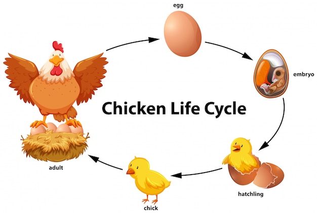 premium-vector-chicken-life-cycle-diagram