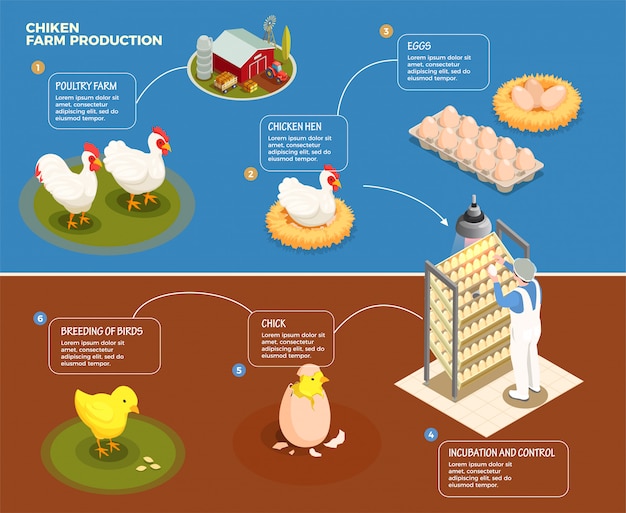 Free Vector Chicken Production Step By Step Scheme From Poultry Farm