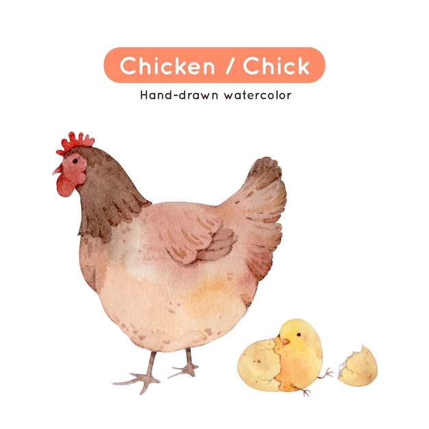 Download Chicken watercolor illustration | Premium Vector