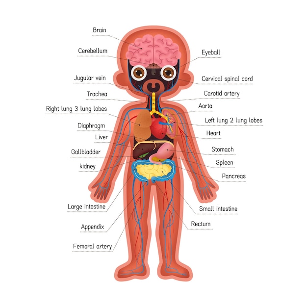 子供の人間の臓器の内臓のイラスト プレミアムベクター