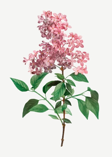 Download Chinese lilac Vector | Free Download