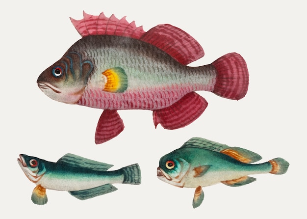 1ピンクの魚と2匹の緑色の魚の中国絵 無料のベクター