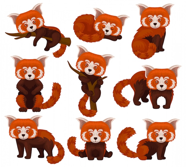 Download Free Chinese Red Panda Set Cute Fluffy Wild Animals In Different Poses Use our free logo maker to create a logo and build your brand. Put your logo on business cards, promotional products, or your website for brand visibility.