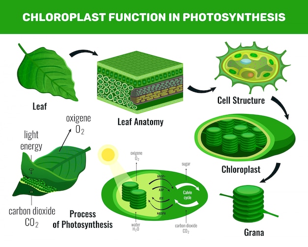 Free Vector Chloroplast Converting Light Energy Into Sugar For Green Plant Cells Food Photosynthesis Infographic Elements Schema