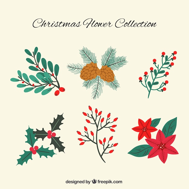 Download Christmas flower collection Vector | Free Download