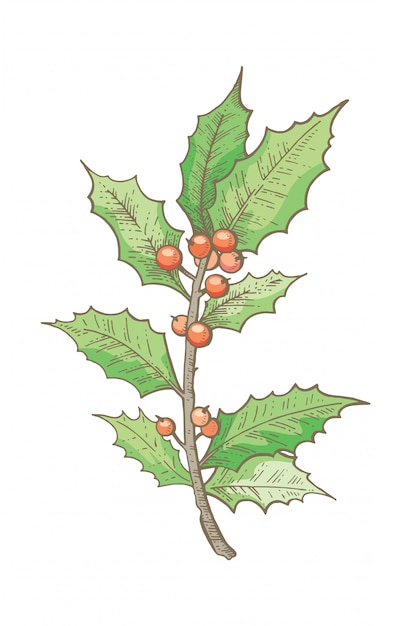Download Christmas holly branch, hand drawn sketch. | Premium Vector