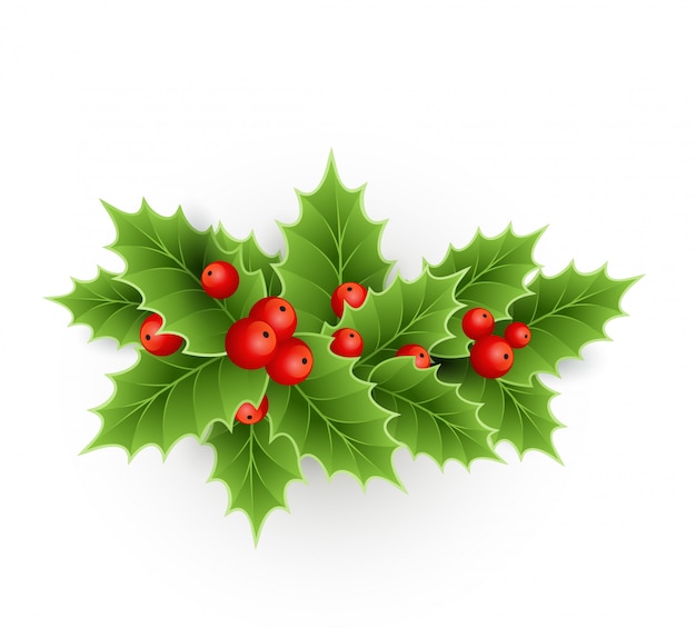 Download Christmas holly with berries. | Premium Vector
